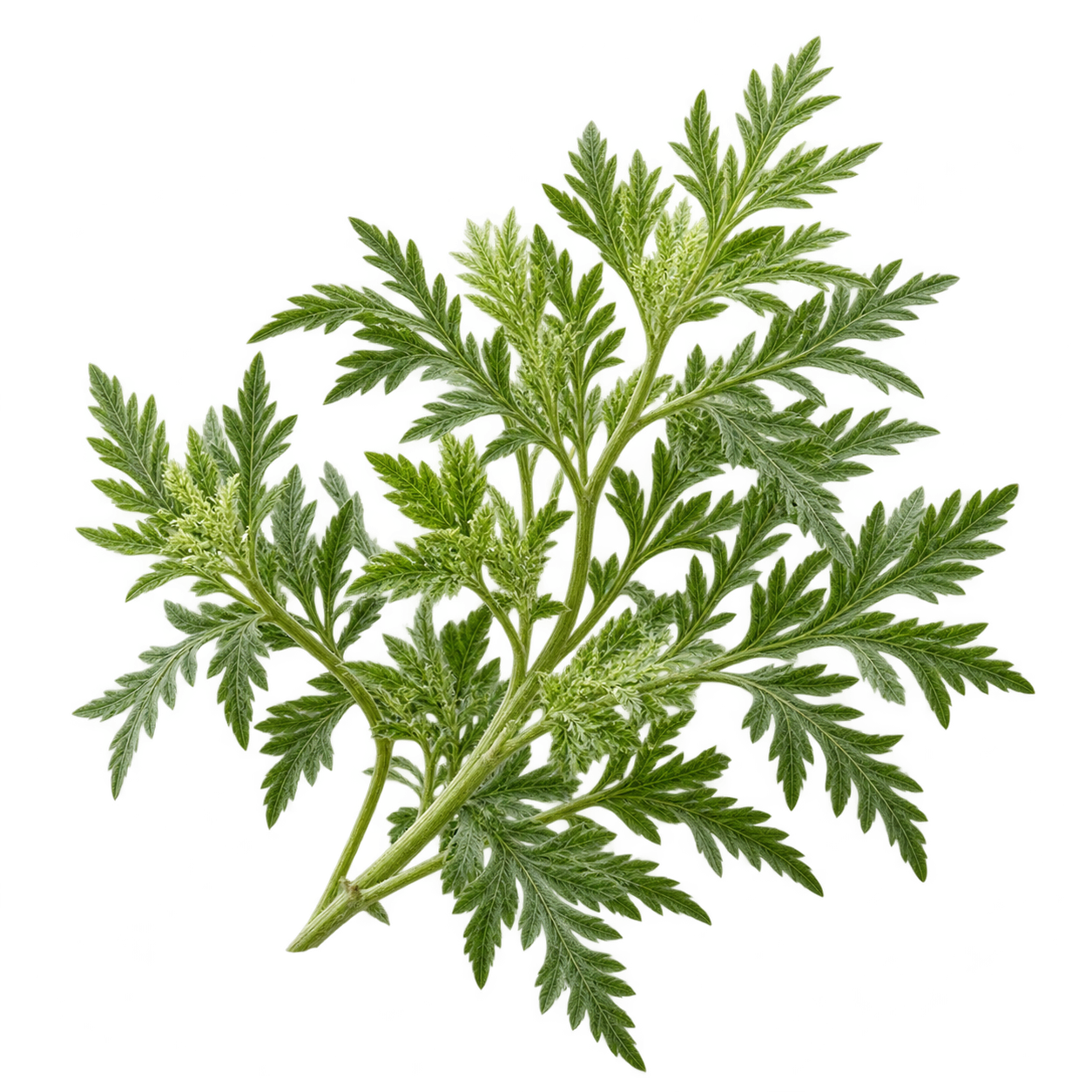Grüne Artemisia-annua-Pflanze